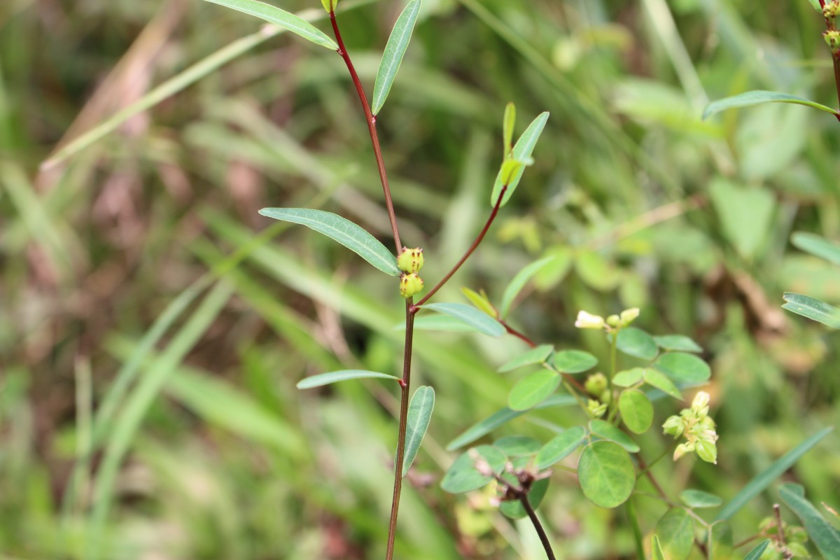 Microstachys chamaelea (L.) Müll.Arg.